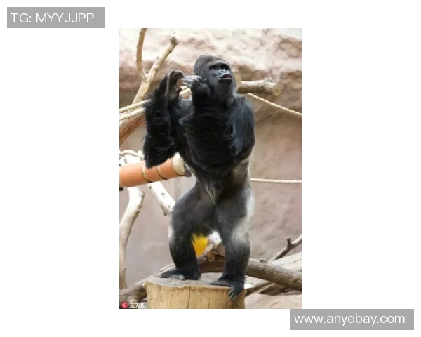 大猩猩化身绿茵巨星演绎力量与速度并存的传奇之路